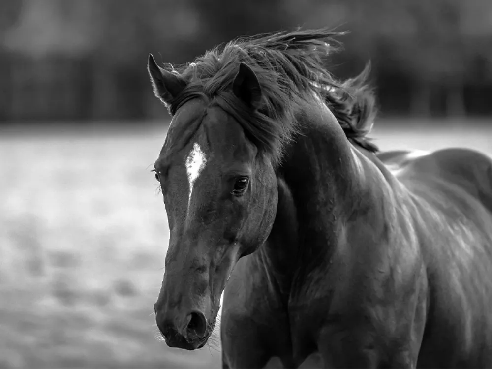 10643-equine_2.jpg